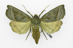 Mesogona oxalina