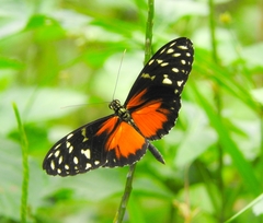 Heliconius hecale