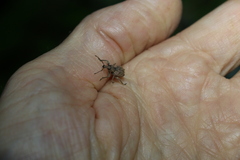 Leptopius tetraphysodes