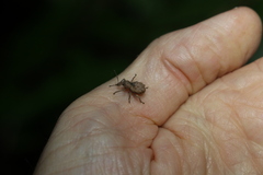 Leptopius tetraphysodes