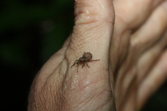 Leptopius tetraphysodes