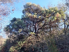 Arctostaphylos viscida viscida