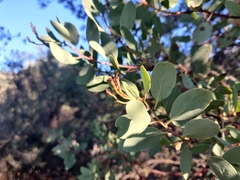 Arctostaphylos viscida viscida