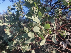 Arctostaphylos viscida viscida