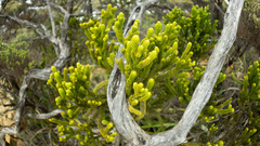Dacrydium gibbsiae