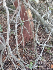 Arctostaphylos viscida viscida