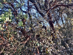 Arctostaphylos viscida viscida