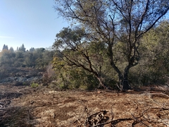 Arctostaphylos viscida viscida