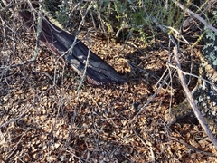 Arctostaphylos viscida viscida