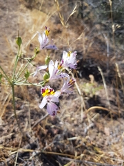 Alstroemeria pulchra
