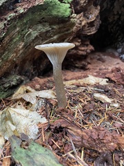 Ampulloclitocybe
