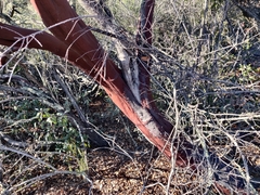 Arctostaphylos viscida viscida