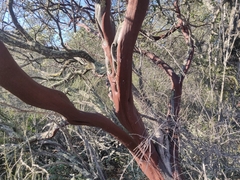 Arctostaphylos viscida viscida