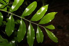 Dysoxylum fraserianum