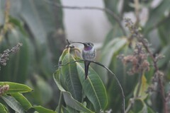 Rhodopis vesper