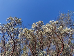 Arctostaphylos viscida viscida