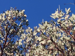 Arctostaphylos viscida viscida