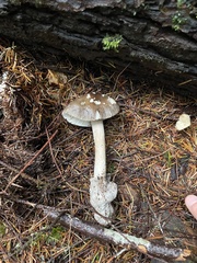 Amanita constricta