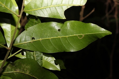 Dysoxylum fraserianum