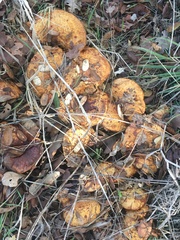 Omphalotus olivascens