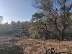 Arctostaphylos viscida viscida