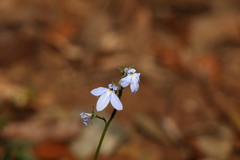 Lobelia trigonocaulis