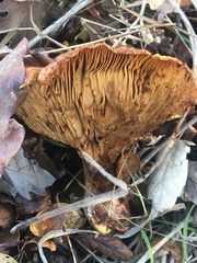 Omphalotus olivascens