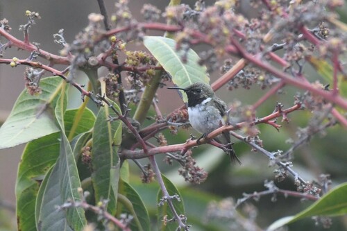 Chilean Woodstar (Eulidia yarrellii), photo 5