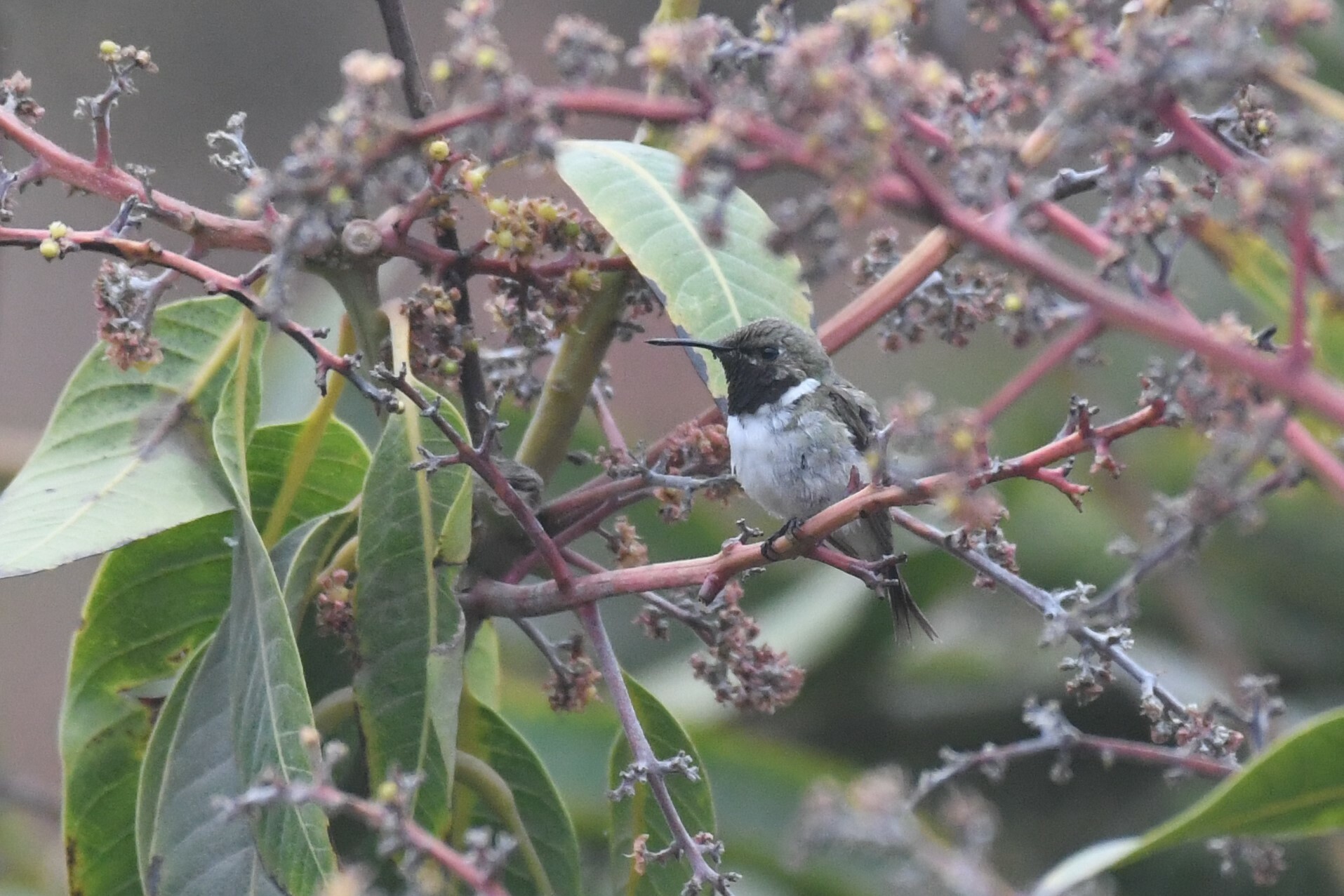 Chilean Woodstar (Eulidia yarrellii), photo 3