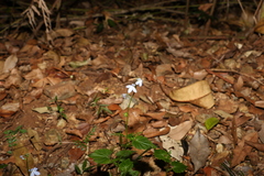 Lobelia trigonocaulis
