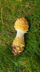 Amanita chrysoblema