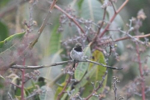 Chilean Woodstar (Eulidia yarrellii), photo 4