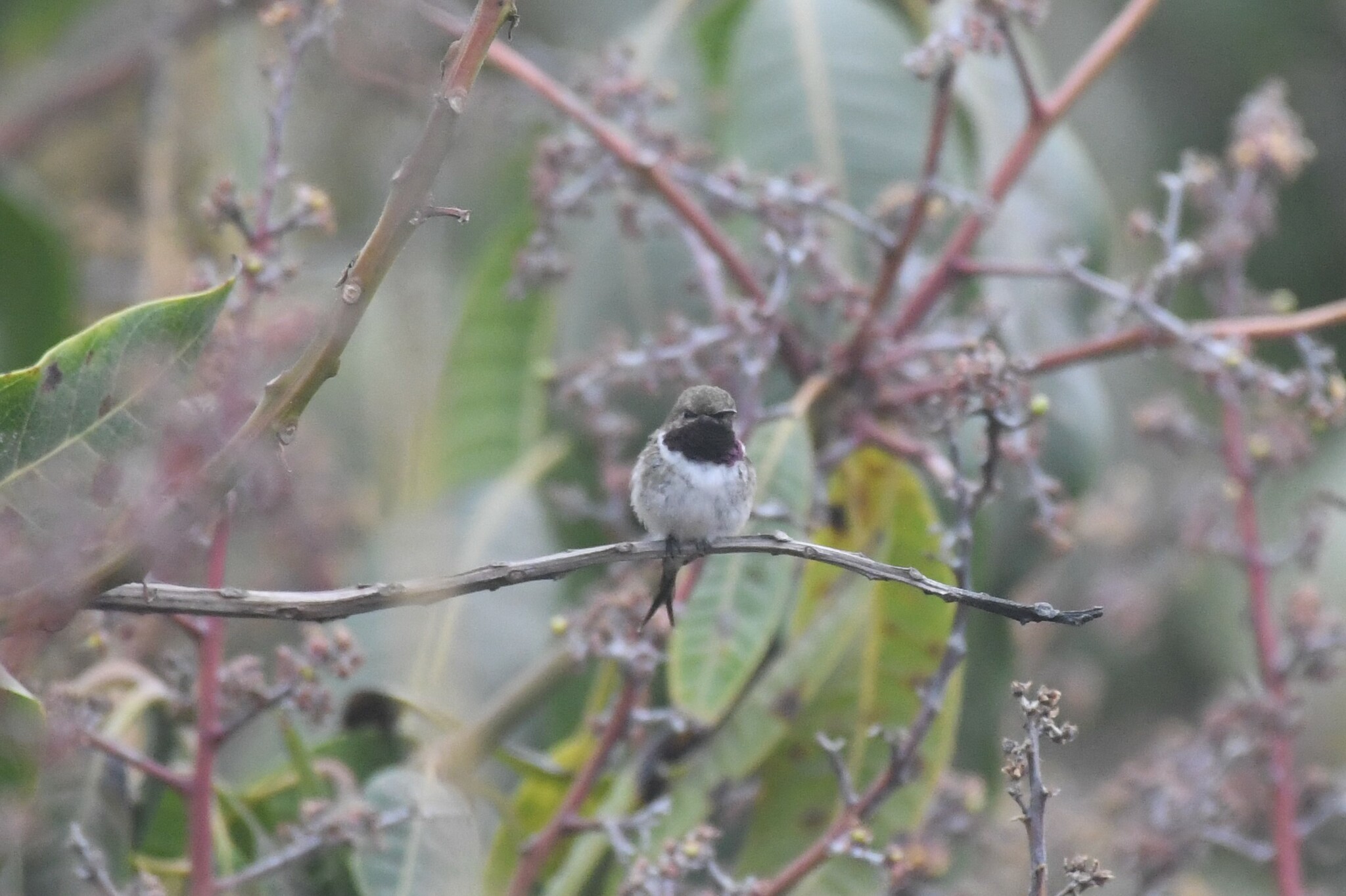 Chilean Woodstar (Eulidia yarrellii), photo 2