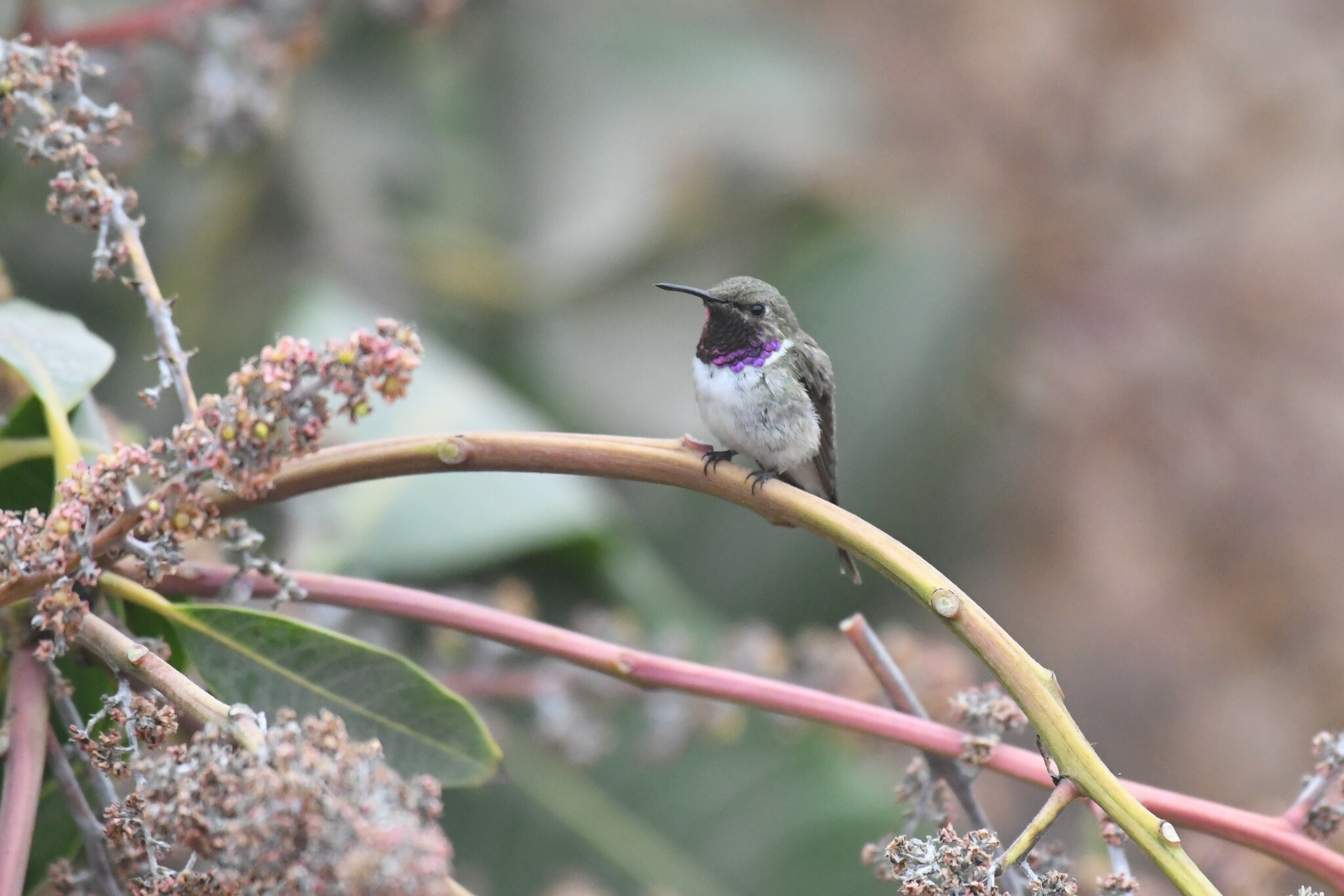 Chilean Woodstar (Eulidia yarrellii), photo 4