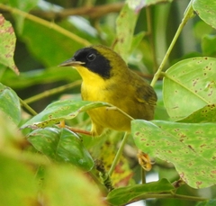 Geothlypis semiflava