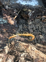 Scolopocryptops gracilis