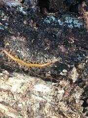 Scolopocryptops gracilis