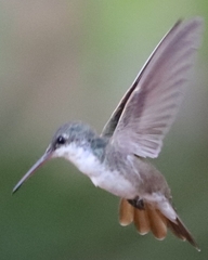 Leucolia violiceps
