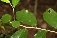 Solanum corifolium