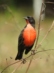Leistes militaris