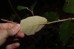 Solanum corifolium