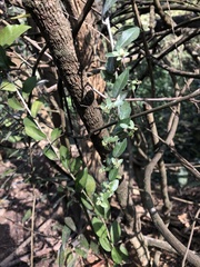 Tarlmounia elliptica