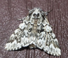 Panthea acronyctoides