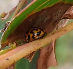 Peltoschema oceanicum