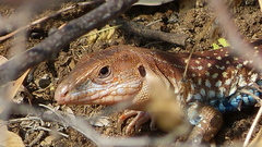 Aspidoscelis gularis colossus