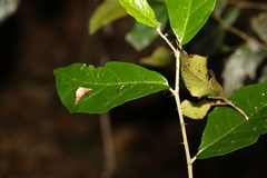 Solanum corifolium
