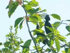 Anthracoceros malayanus