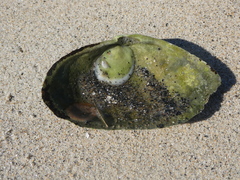 Crepidula plana