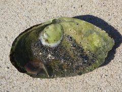 Crepidula plana