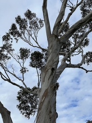 Eucalyptus pauciflora